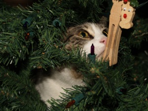 Blazer in the Christmas Tree
